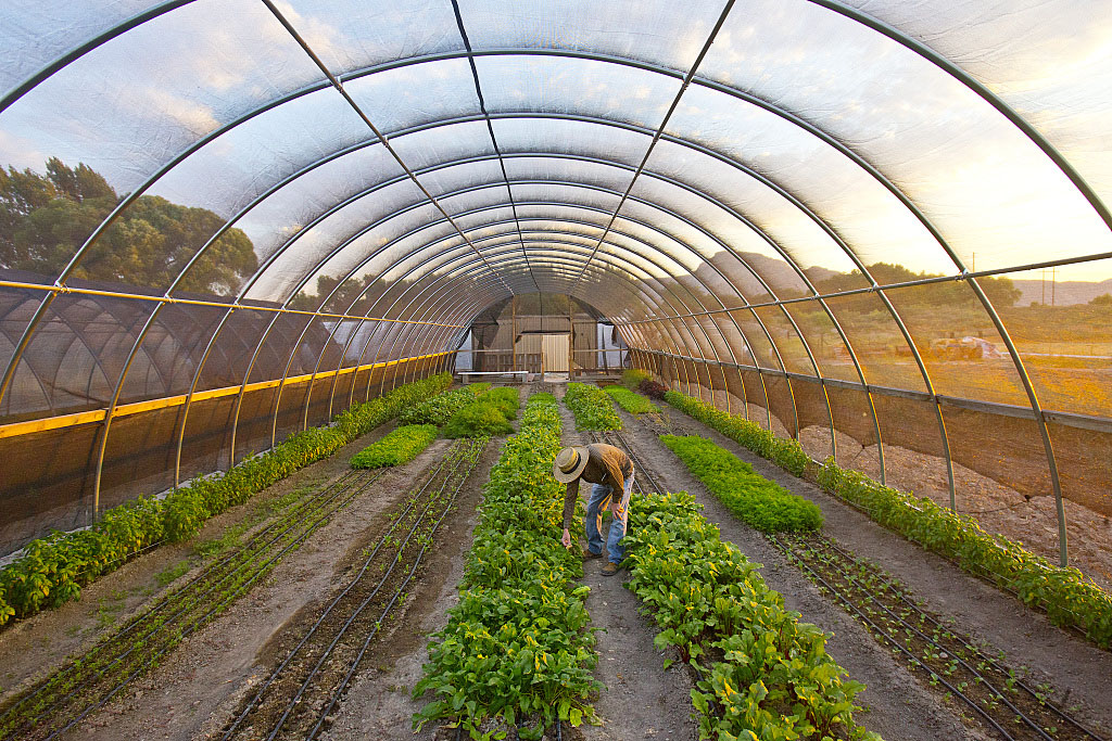 智慧農業(yè)物聯(lián)網技術如何應用于溫室大棚